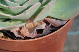 多肉植物の育て方総合