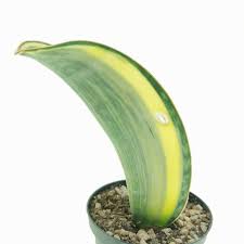 Image result for Wajira grahamiana