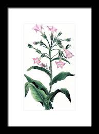 Image result for Nicotiana tabacum