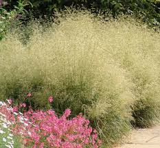 Image result for Deschampsia