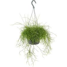 Hallo, soll es in die living wall integriert werden oder solo stehen bzw. Korallenkaktus Ampel Topf O Ca 18 Cm Rhipsalis Cassutha Kaufen Bei Obi
