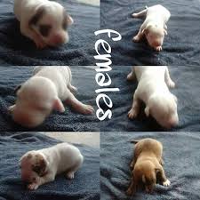 We follow ethical and responsible breeding methods to deliver supremely healthy and beautiful puppies for sale. Pitbull Puppies Pitpupsforsale Twitter