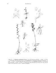 Image result for Habenaria aberrans