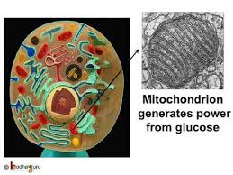 Animal cells are the basic structural and functional units of animal tissues and organs. à¤• à¤¶ à¤• Cell Organelles And Their Function In Hindi Youtube