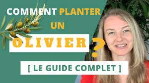Mon olivier fait des pousses au pied. Comment Planter Un Olivier Le Guide Complet