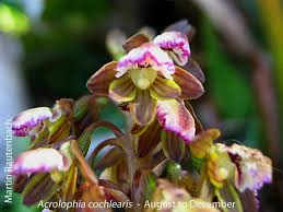 Image result for Orthochilus holubii