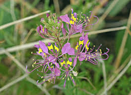Image result for Cleome elegantissima