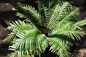 Image result for Blechnaceae