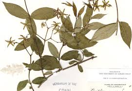 Image result for Periploca