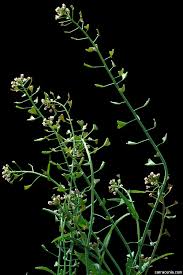 Image result for Capsella