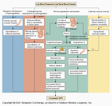 Urinary System Regulation Of Glomerular Filtration Rate