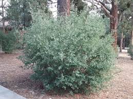 Image result for Amelanchier alnifolia