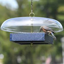 Bird Feeder Rain Guard Duncraft Com Domed Bluebird Feeder Blue Bird Metal Mesh Aerator