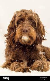 Perro de pelo castaño fotografías e imágenes de alta resolución - Alamy