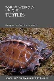 Top 10 Uniquely Weird Turtles Turtle Types Of Turtles Turtle Reptile