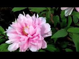 Maybe you would like to learn more about one of these? Japanese Tree Peonies In Winter Hakozaki Shrine Flower Garden Youtube