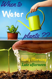 Best Time To Water Plants Water Plants Plants Gardening Trends