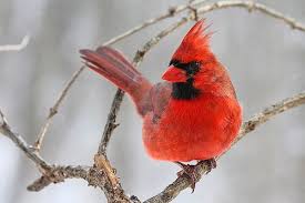 Birds Of Northern Illinois Illinois State Bird Northern Cardinal Or Redbird State Birds Backyard Birds Bird