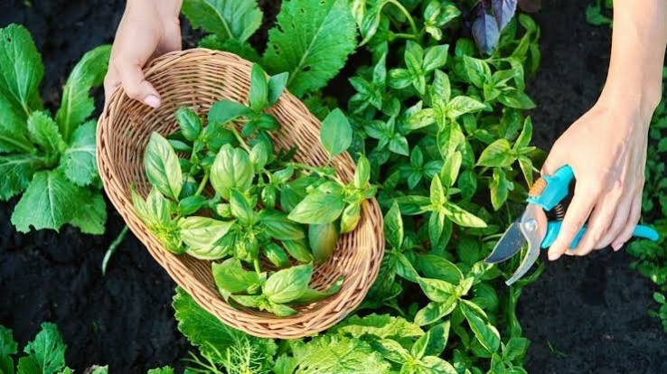 how to grow basil indoors