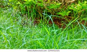 Image result for Eragrostis turgida