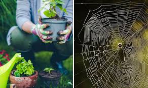 Spiders and snakes spider mites itsy bitsy spider jumping spider beautiful bugs bugs and insects reptiles and amphibians ticks beautiful the good and bad of garden bugs. Why Are Spiders Important For Your Garden Alan Titchmarsh Explains Alan Titchmarsh Columnists Comment Express Co Uk
