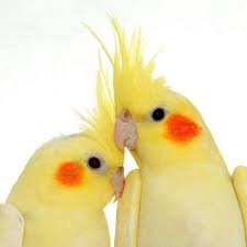 Cockatiel Yellow Bird With Red Cheeks Pin On Birds