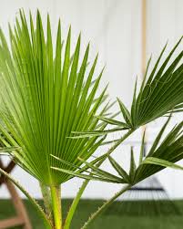 Beach front street tree xeriscapic. Washingtonia Robusta Washington Palm Mexican Fan Palm Plantvine