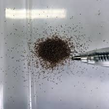 Image result for Isoglossa laxiflora