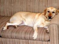 Proven tips from dog experts that has worked for more than 875,000 dog owners worldwide. Dog Age Chart Dog Years To Human Years How Old Is My Dog The Old Farmer S Almanac