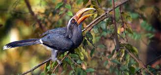 Thattekad Bird Sanctuary Kerala Wildlife Sanctuary In 2020 Wildlife Sanctuary Endangered Plants Endangered Wildlife