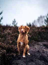puppeis dog pictures download free images on unsplash dog supplies list dog organization dog training collar