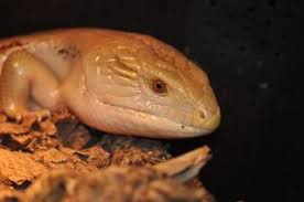 Maybe you would like to learn more about one of these? Zootierlistehomepage