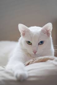 Black And White Cat With Blue Eyes Video How To Prevent Your Cat From Spraying Cat Cachorros Dalmatas Gatos Bonitos Gatos