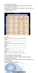 Lysine has a double positive charge so the lysine ion has a greater attraction to the amino acids have a basic amino group (nh2) and an acidic carboxyl group (cooh). Assignment 4 25 Points For The Following Examples Chegg Com