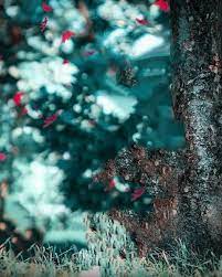 Blur Tree Cb Picart Background Hd Background Cbeditz Love Background Images Best Background Images Photo Background Images