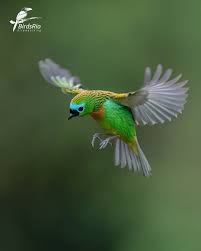 Image result for Brachystegia torrei