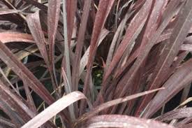 Image result for Cyperus tenax