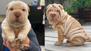 Check spelling or type a new query. Cute Is Not Enough Super Cute Shar Pei Puppies In The World Puppy Love 2020 Youtube
