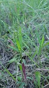 Image result for Panicum eickii