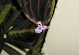Beautiful, free images gifted by the world's most generous community of photographers. Maranta Leuconeura Cathedral Windows Herringbone Plant Prayer Plant Rabbit Tracks Red Veined Prayer Plant North Carolina Extension Gardener Plant Toolbox