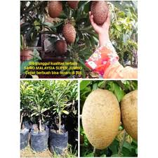 Selamat datang di channel kami yang berisi info tentang pertanian. Bibit Tanaman Pohon Buah Sawo Malaysia Jumbo Genjah Cepat Berbuah Tanam Tabulampot Pot Planterbag Shopee Indonesia