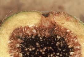 Image result for Ficus saussureana