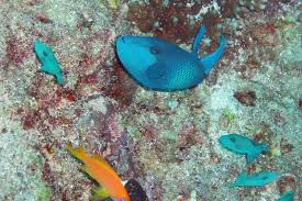 Maybe you would like to learn more about one of these? The Redtooth Triggerfish Juvenile Whats That Fish