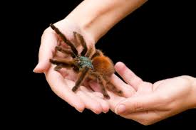 Arachnophobie Warum Wir Wirklich Angst Vor Spinnen Haben Geo