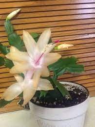 Christmas cactus (thanksgiving, holiday) are long lasting, attractive succulents. Christmas Cactus Schlumbergera Cutting Rooted Orchid Succulent Pink Red Easter Cactus Succulent Plants Home Garden