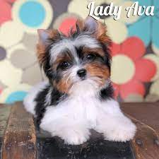 Available Biewer Terrier Puppies Rocky Mountain Biewer Terriers Terrier Puppies Free Puppies Yorkie Puppy For Sale