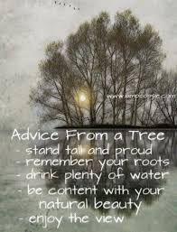 I saw this quote while traveling with my husband recently and it really stuck with me. Inspirational Positive Life Quotes Advice From A Tree Stand Tall And Proud Remember Your Roots Drink Pl Omg Quotes Your Daily Dose Of Motivation