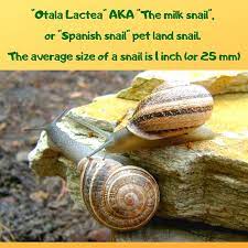 It is easy to care for pets. Otala Lactea Milk Snail Pet Snails Milk Snail Snail