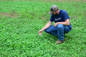 Cant go wrong with a clover, alfalfa and chicory mix for a spring planting. How To Manage Weeds In Your Food Plots Bowhunting Com