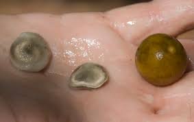 Image result for Strychnos lucens